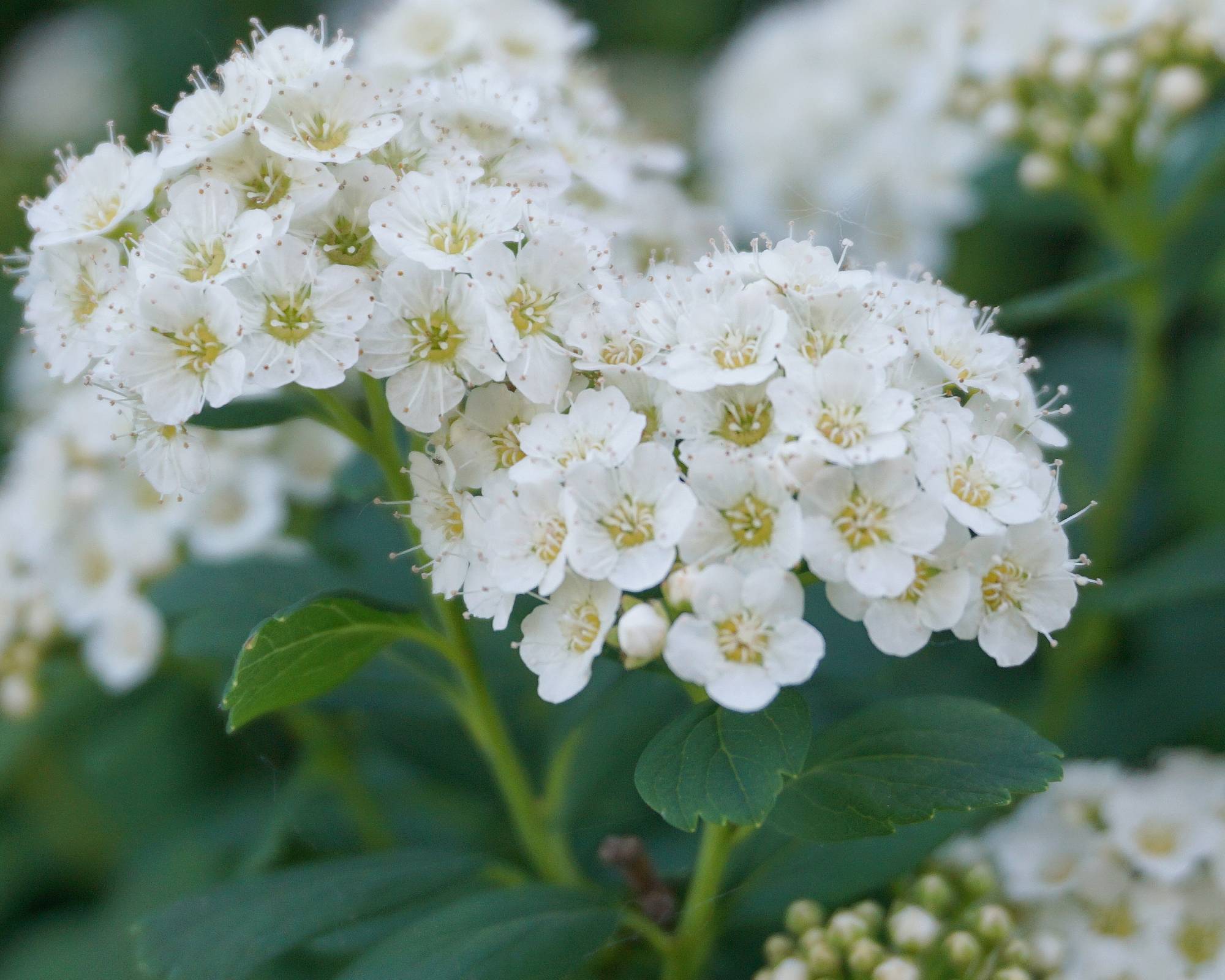 Birchleaf spirea betulifolia shrub flowers