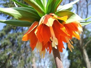 Fritillaria Imperialis 