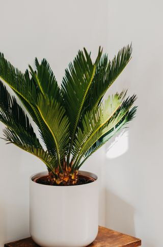 Sago palm in a white pot