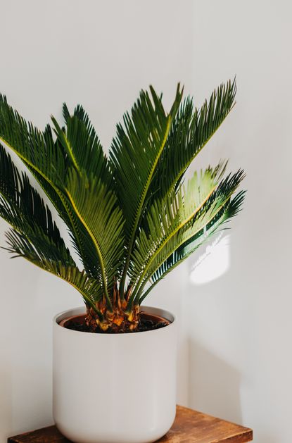 5 Japanese Indoor Plants That Will Bring a Sense of Calm | Livingetc