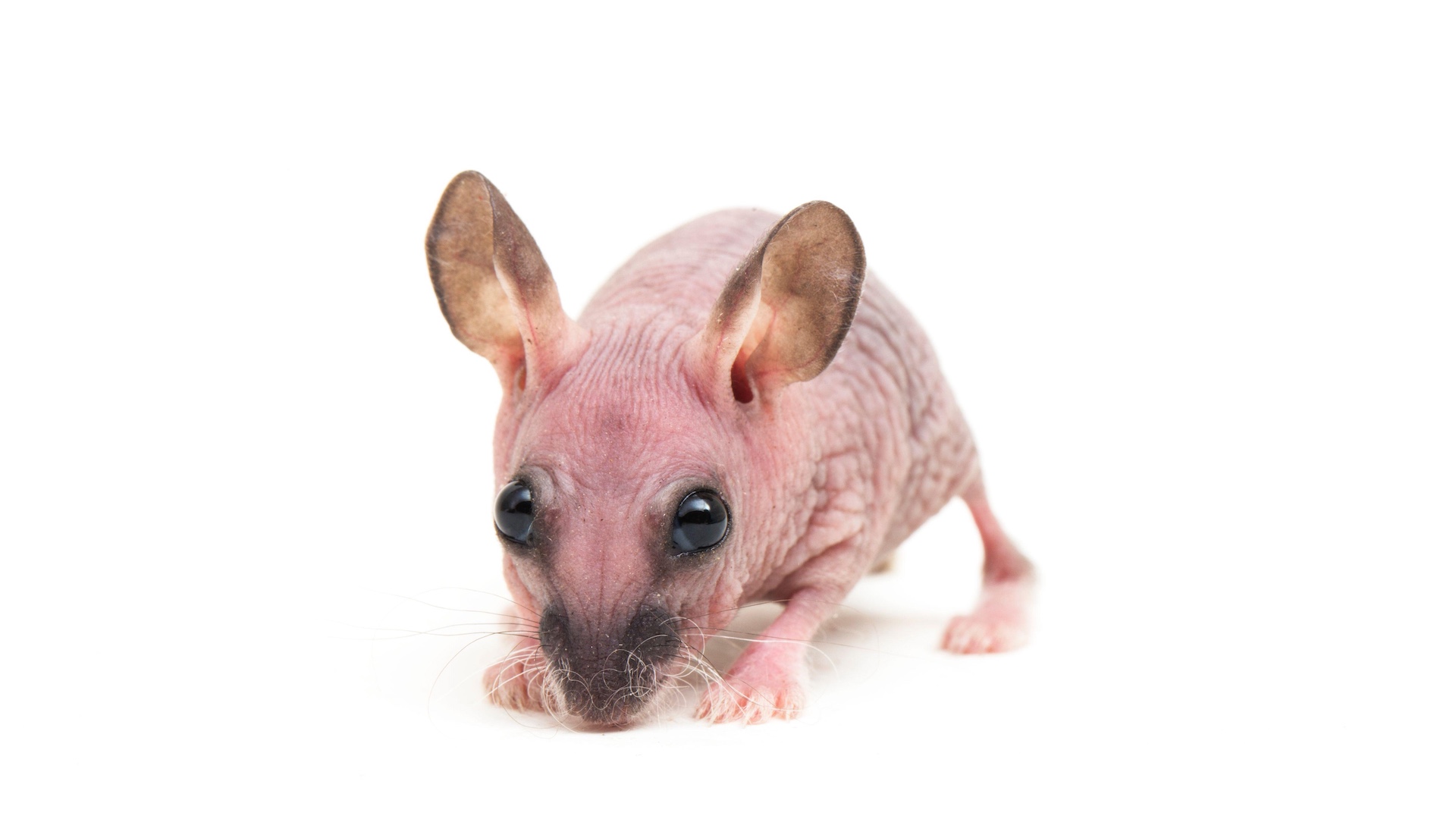 Hairless hamster