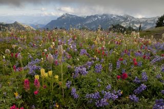 wild flowers bob gibbons