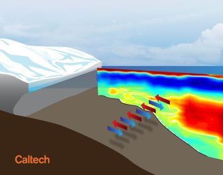 An illustration showing how warm ocean currents circulate beneath Antarctica's floating ice shelves. The continental shelf and slope are brown and the glacier is white.