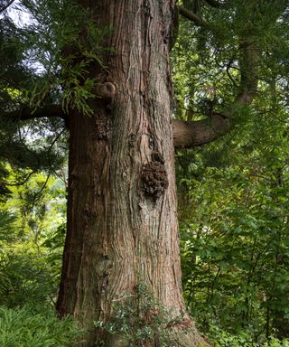 Old Japanese cedar tree