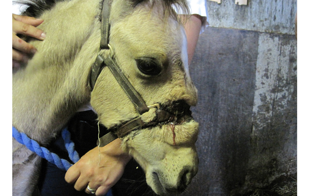 Star rehomed foal