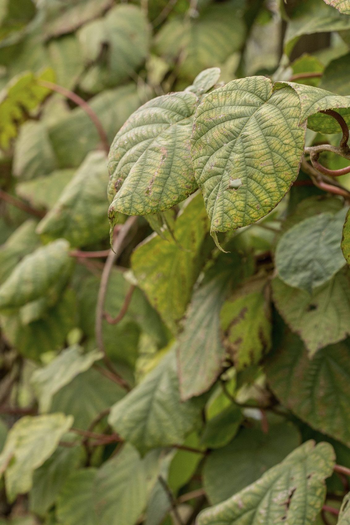 Kiwi Vine Without Fruit