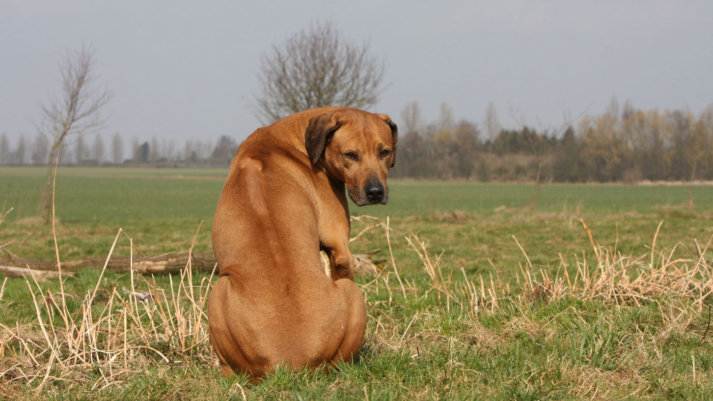 Rhodesian ridgeback showing the characteristic ridge
