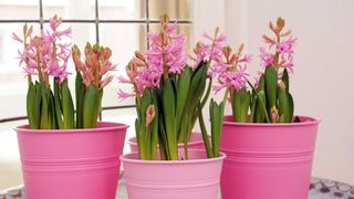 pink hyacinths in pink pots indoors