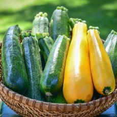 Basket of fresh picked courgette from the garden