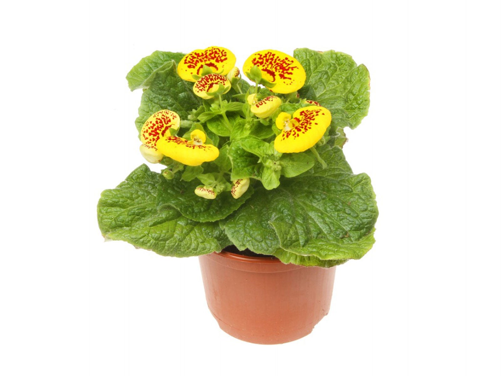 Flowers Ladys Purse Flower Calceolaria X Stock Photo 422716129 |  Shutterstock