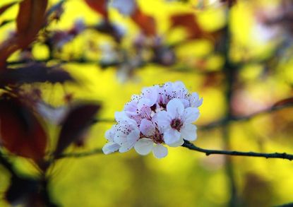 Flowers On Newport Plum Tree