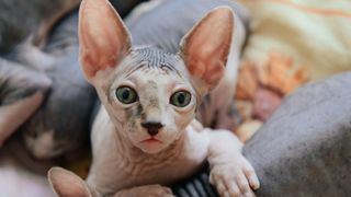 Peterbalds are one of the most unusual looking cats