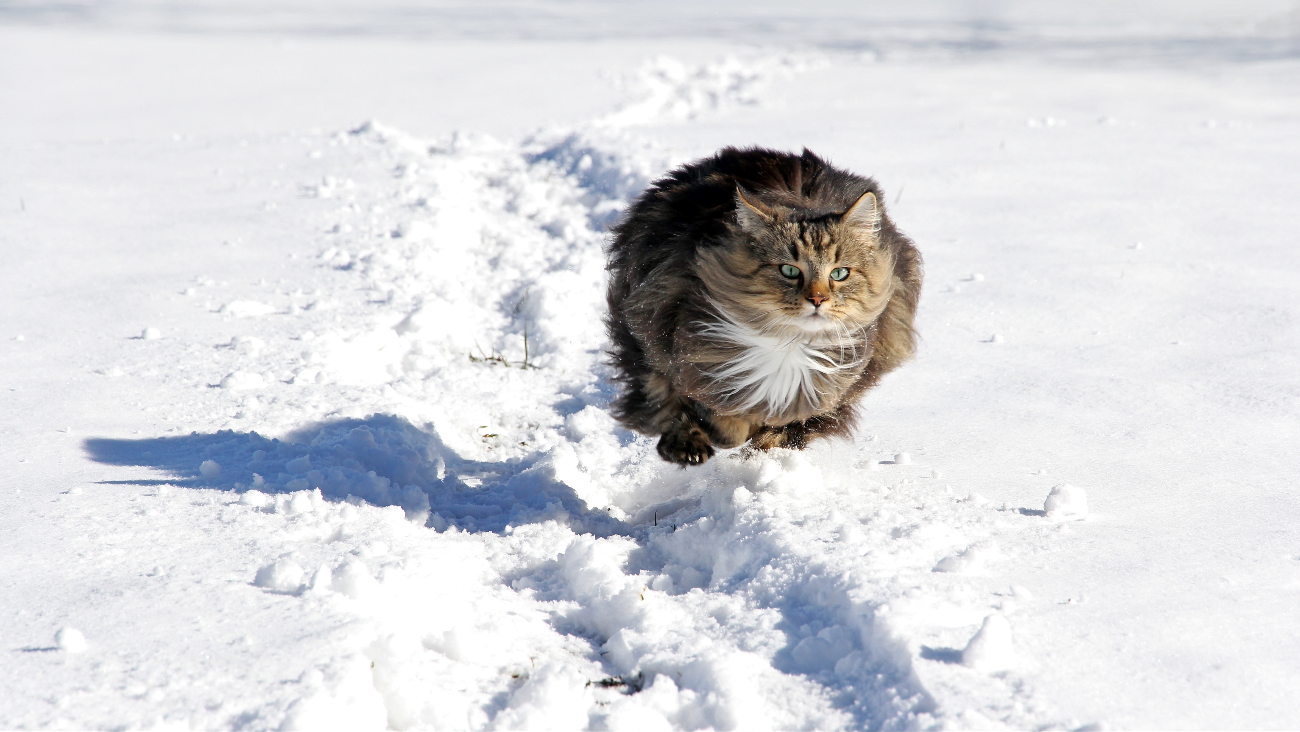 Norwegian forest cat