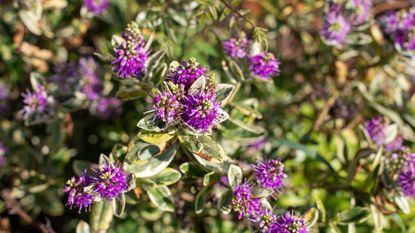 Purple flowering hebe plant in garden