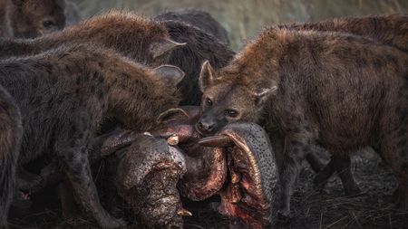 Hyenas feast on a hippo carcass