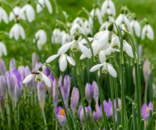 snowdrops and crocus in garden lawn