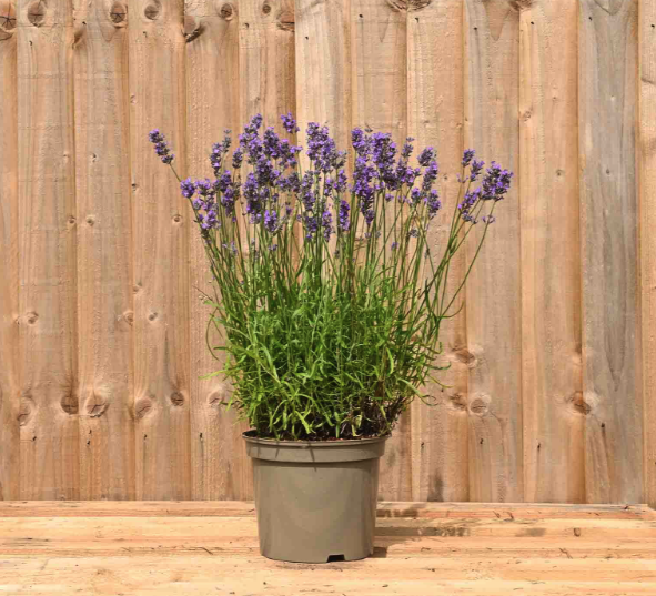 How to cut back lavender the Monty Don way Ideal Home