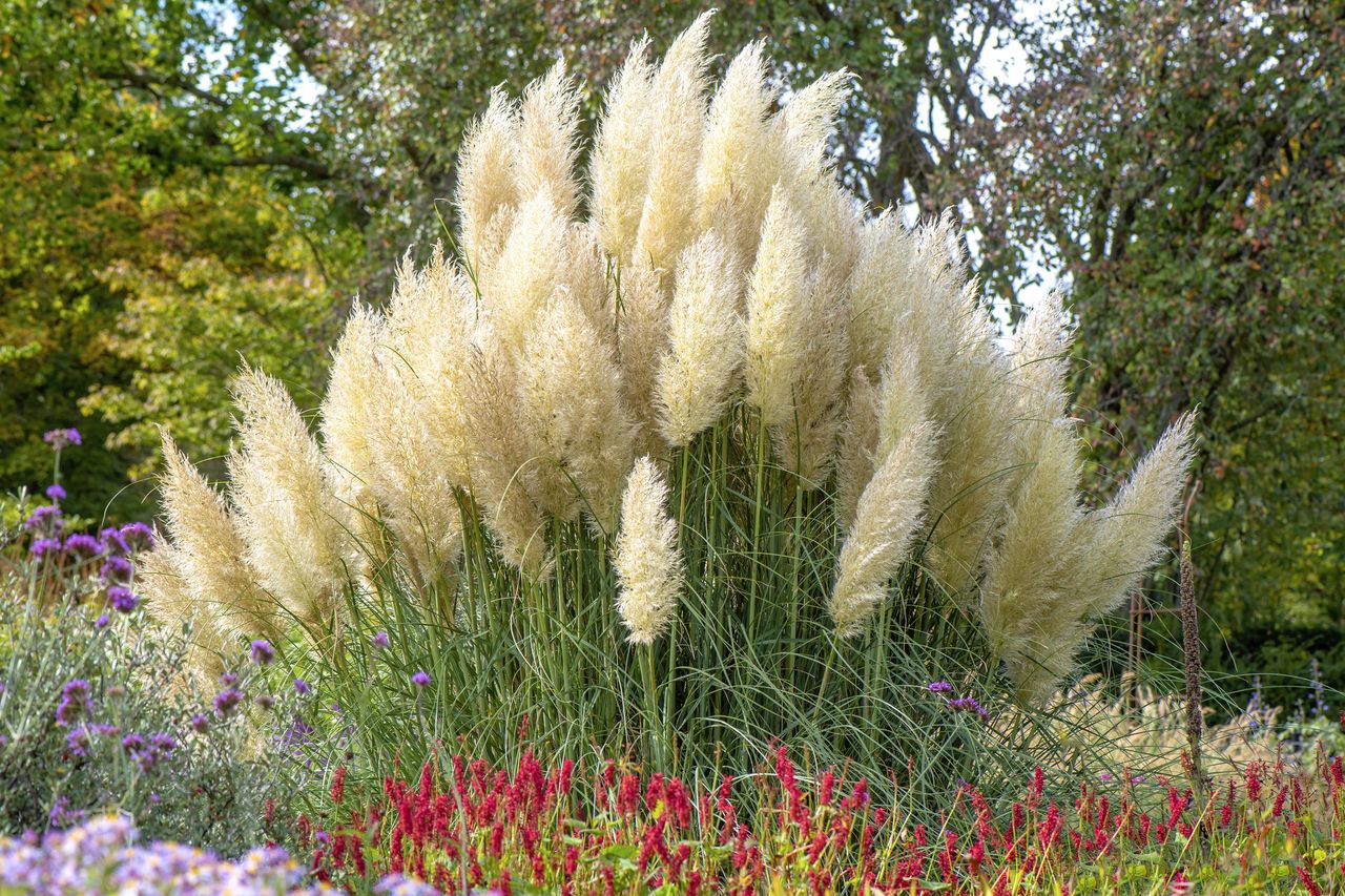 Pampas grass