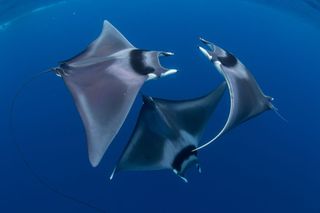 spinetail devil ray trio