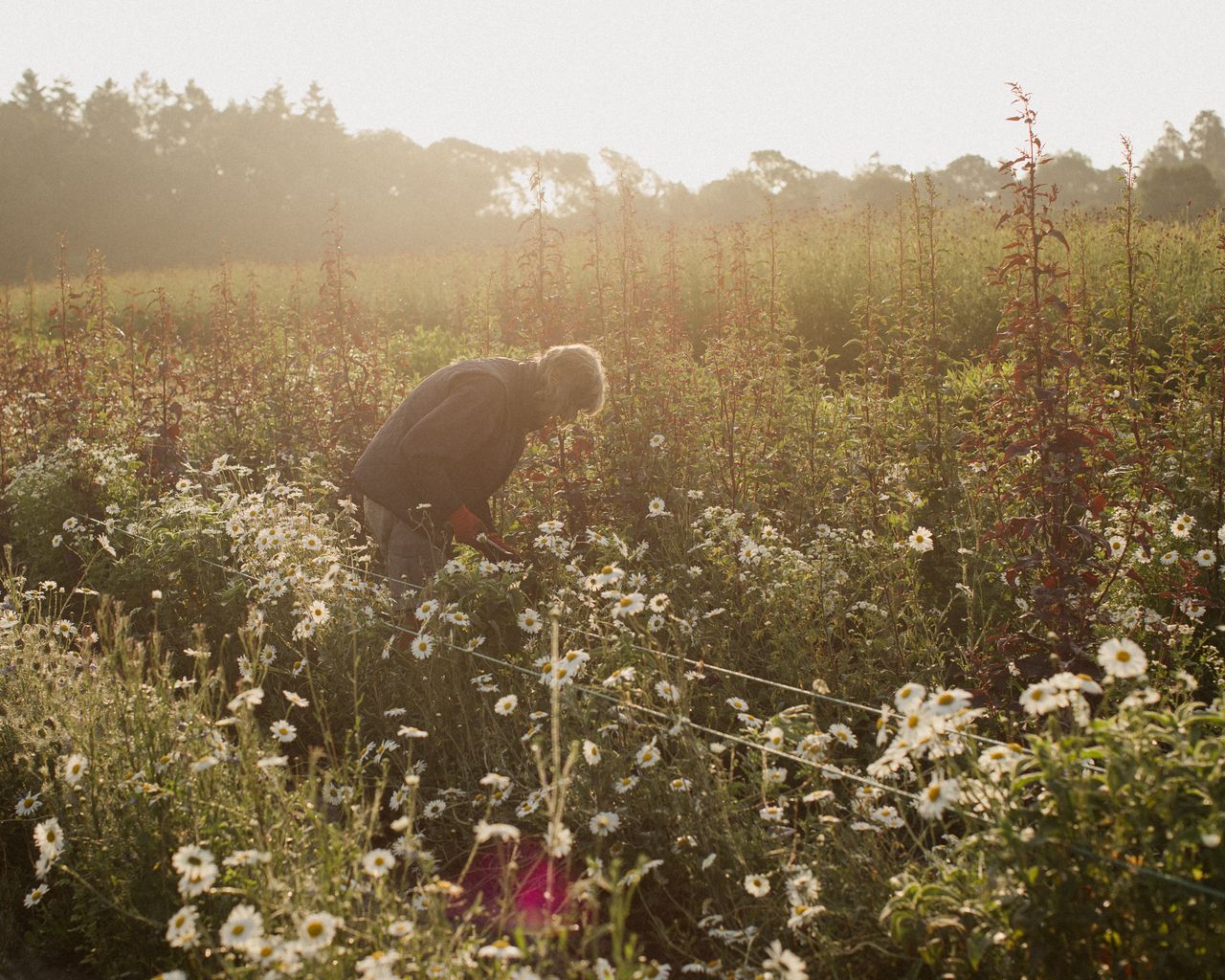 The Real Flower Company