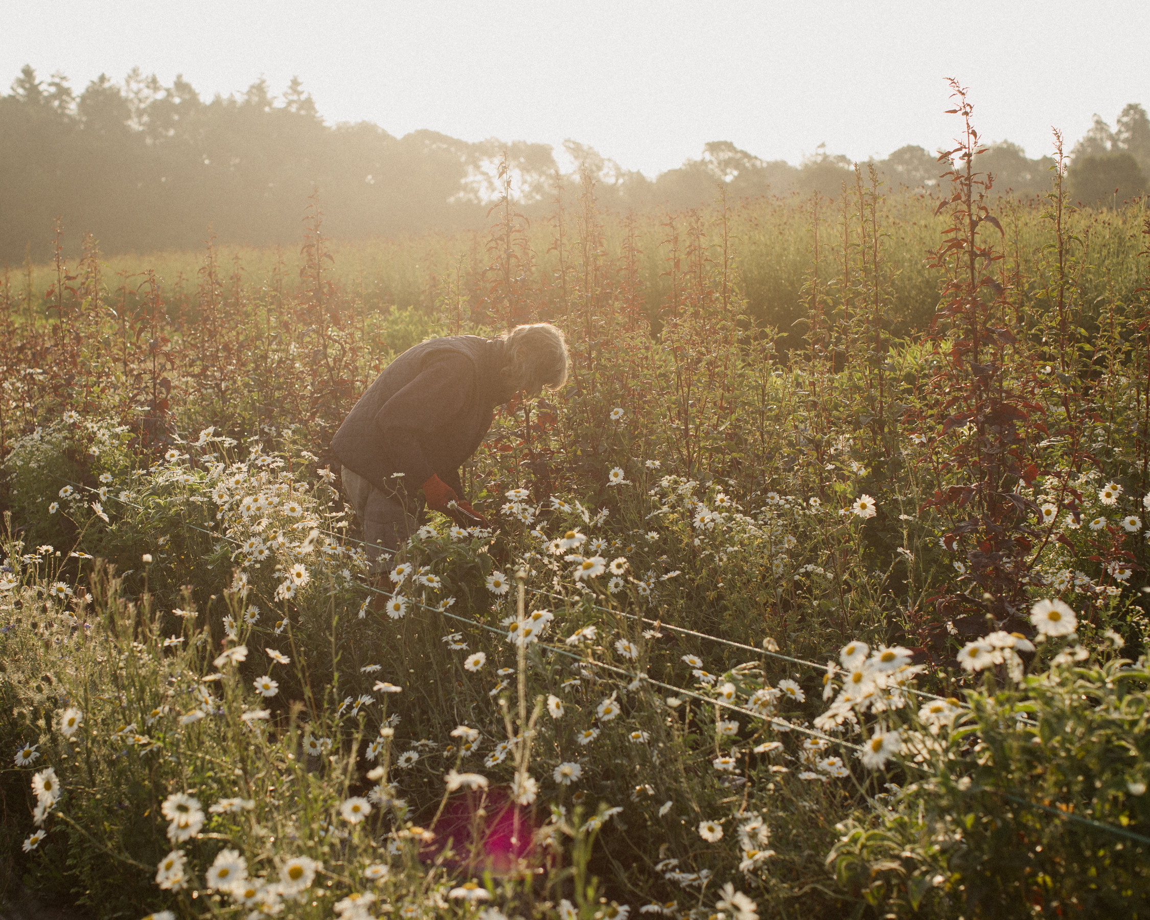 The Real Flower Company