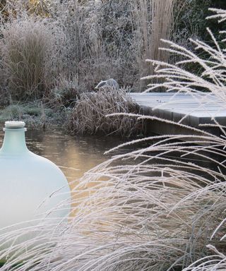 ornamental grasses in a frosted winter garden