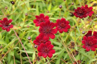 Cosmos atrosanguineus, commonly called chocolate cosmos, is a tuberous-rooted perennial that features brownish-red (or dark purple) flowers with a chocolate scent atop slender stems from summer to autumn