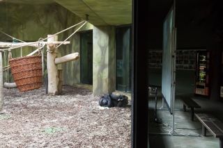 Chimpanzees in Czech zoos video chat with each other during lockdown because they are also bored.