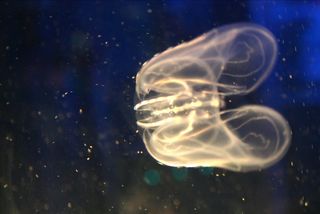 A comb jelly, ancient multicellular animal