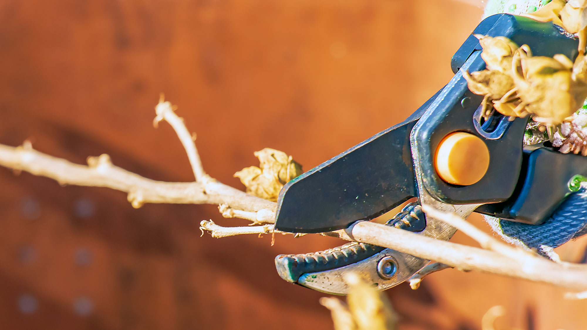 rejuvenation pruning hibiscus shrub in late winter