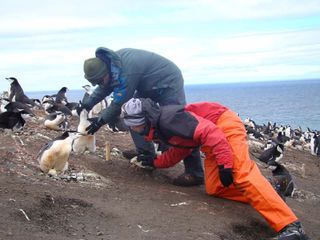 Researchers check chinstrap penguin nests.