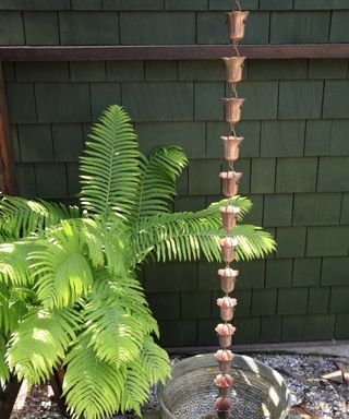 rain chain with fern plant