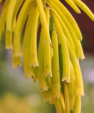 Kniphofia 'Rasta'