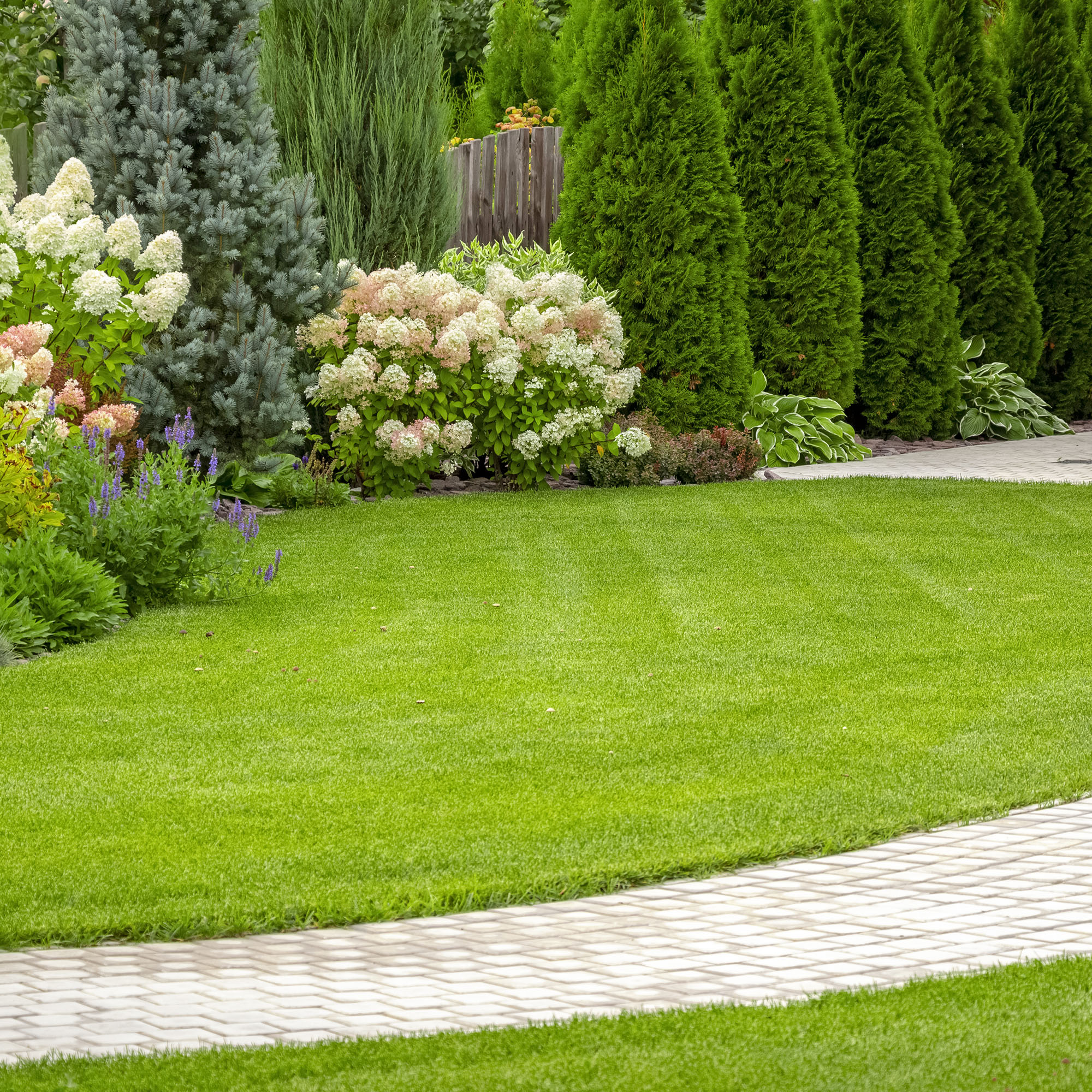 Lush, freshly cut grass in the backyard of a private house with hydrangeas in border and curved path