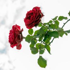 Climbing red roses against a winter sky