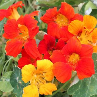 Nasturtium, Alaska Mixed Colors Seeds