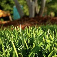 Palmetto® St. Augustine Grass Plugs | Was $89.99, now $79.19 at Nature Hills