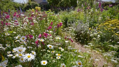 Cottage gardens with flowerbeds packed with flowers in full bloom