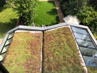 a green roof on an extension to a london home