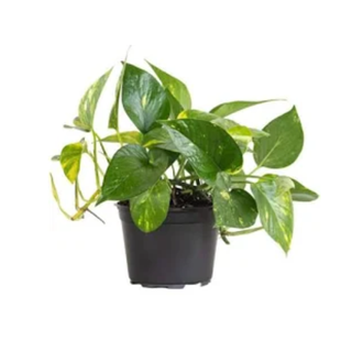 Pothos plant in black pot