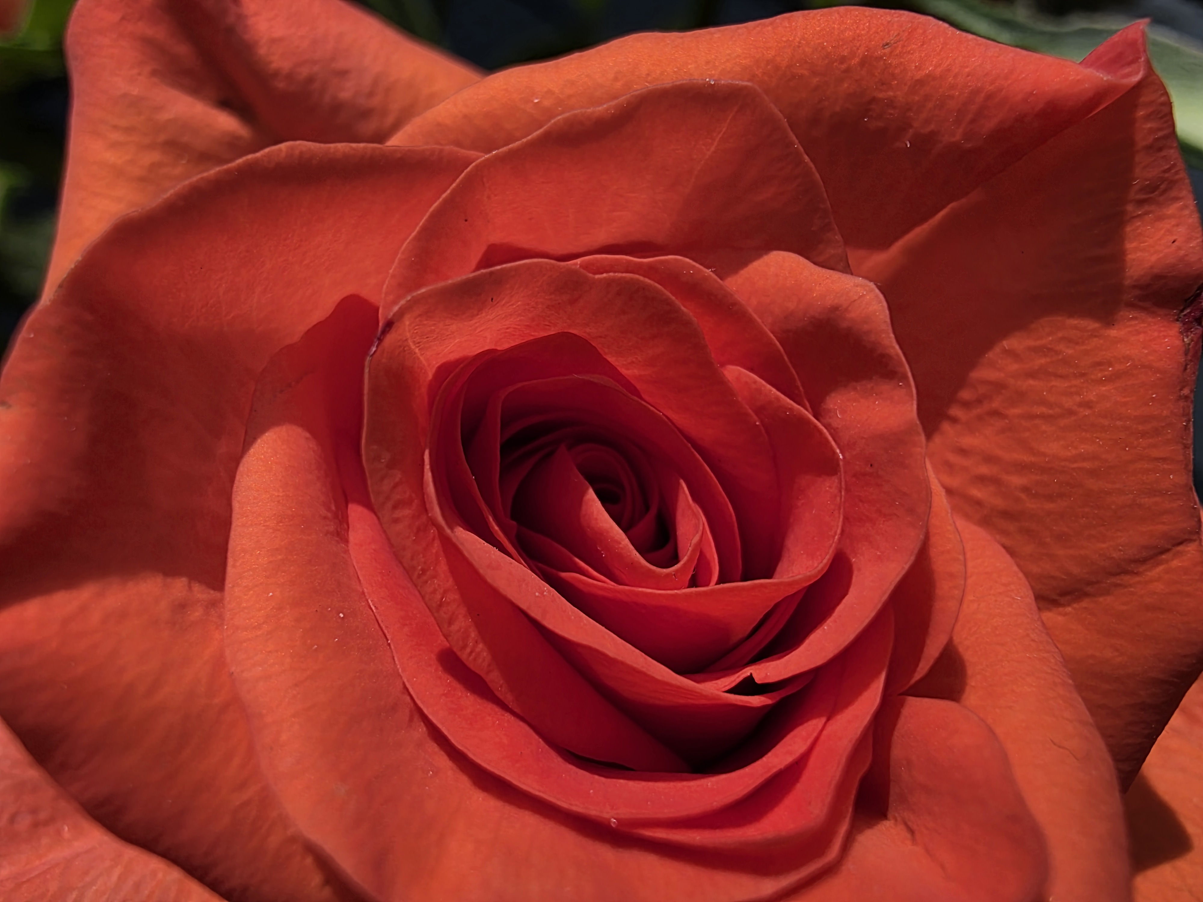 Galaxy S25 Ultra camera sample macro ultrawide