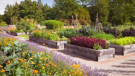 Kitchen garden full of raised garden beds in the sunshine