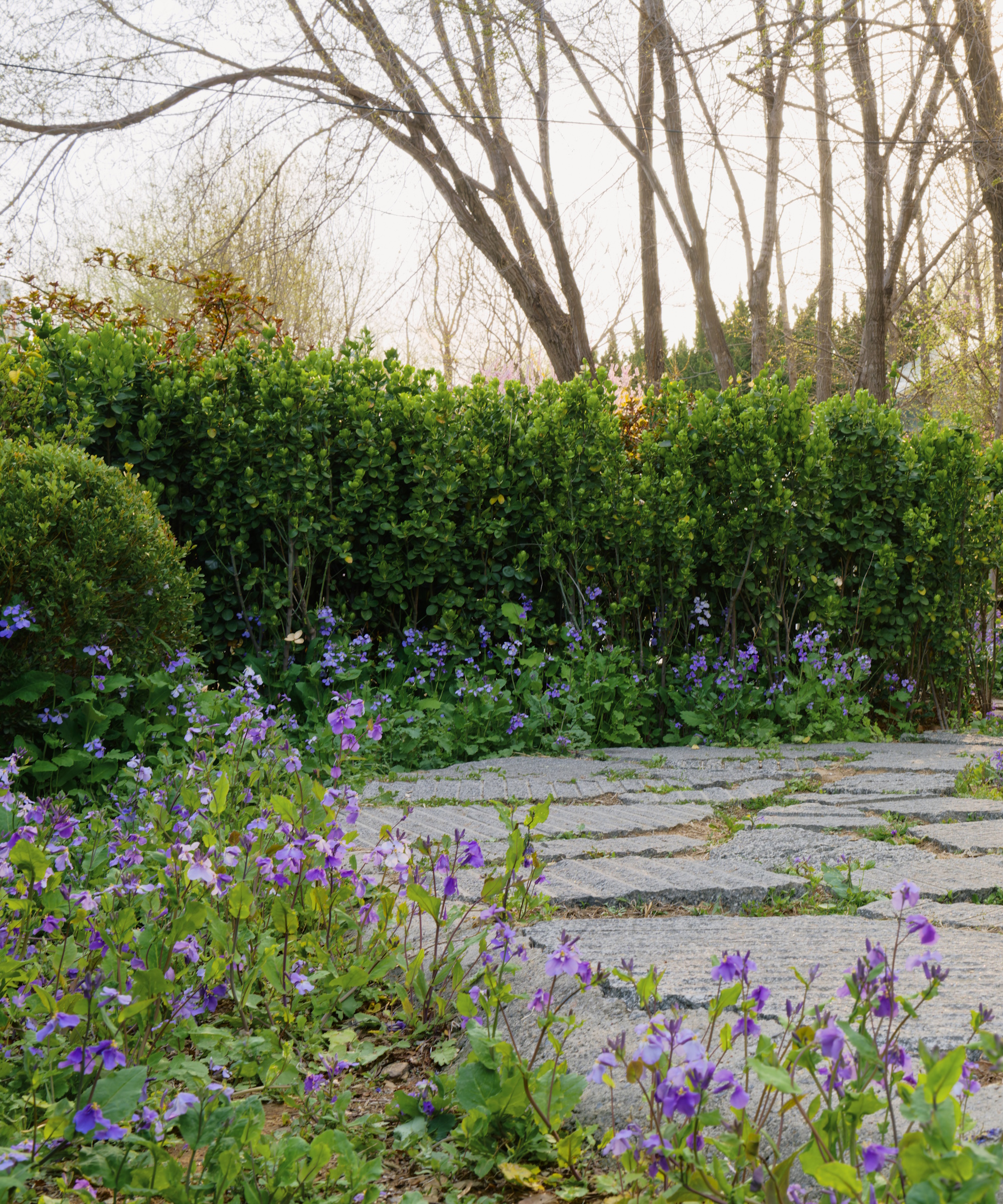 Garden path with lots of planting