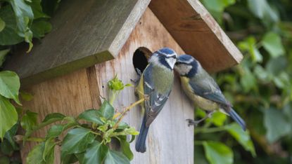 Monty Don birdhouse ideas: the gardener shares advice on putting up a birdhouse
