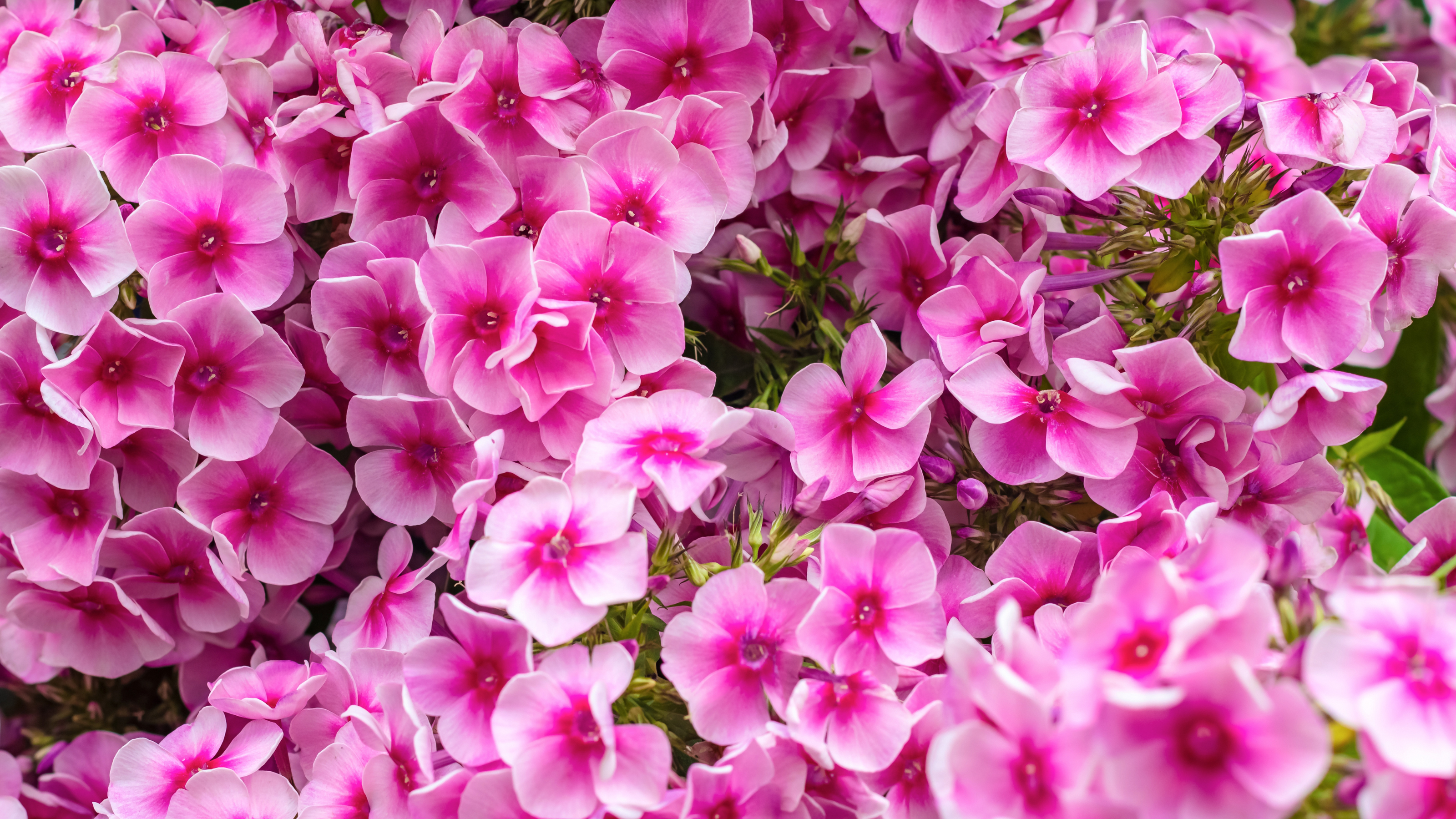 Floral background of pink blooming Phlox paniculata. Texture effect, selective focus.