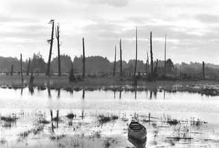 Ghost of earthquakes past: Dead trees in southern Washington, killed roughly 311 year ago by lingering effects of the 1700 earthquake, offered clues to the Cascadia subduction zone's potential power.