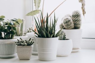 cacti and plants in white pots on a window sill