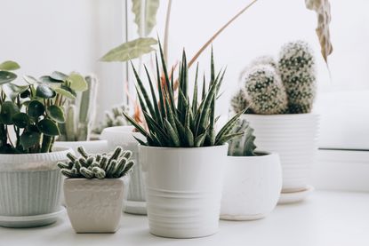 How to turn your windowsill into a thriving indoor garden | Livingetc