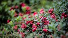 Lingonberry shrub with green leaves and red berries