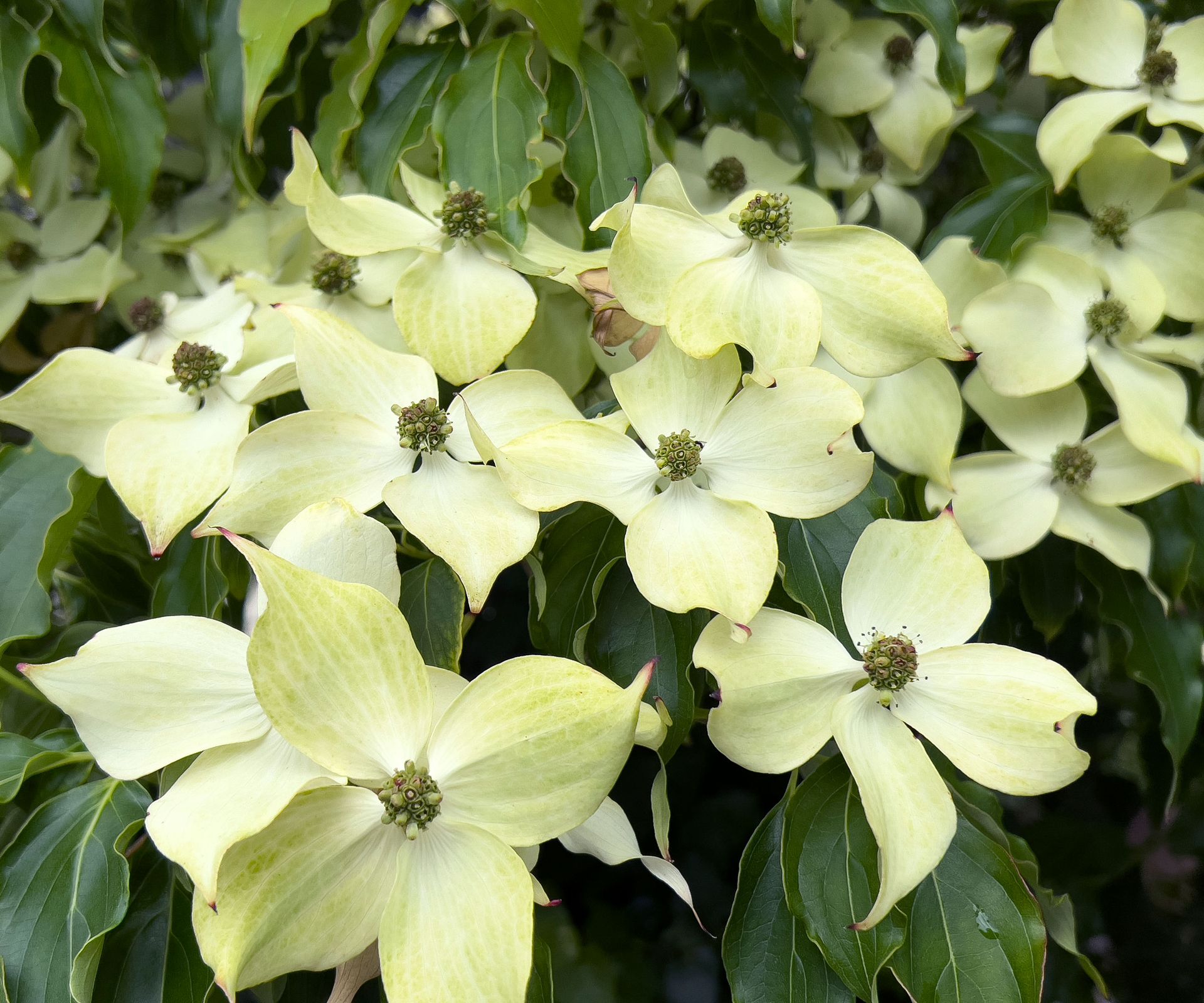 Kousa dogwood showing creamy white flowers